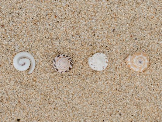 Shell Ring