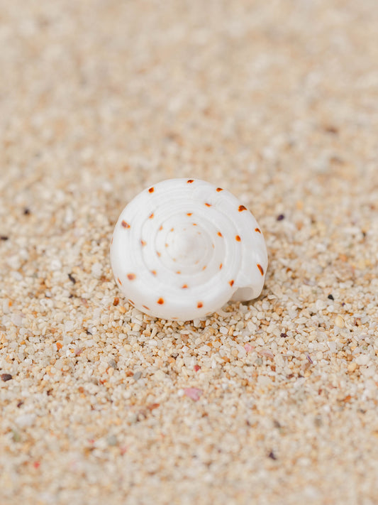 Shell Ring