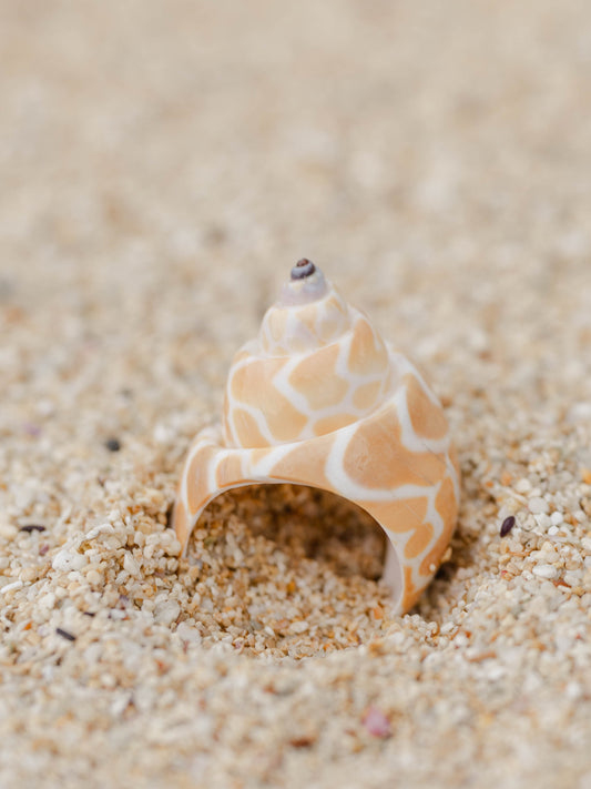 Shell Ring