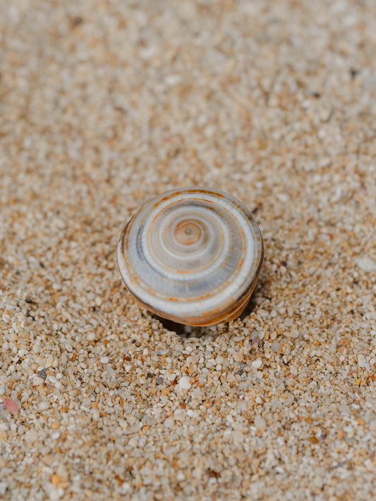 Shell Ring