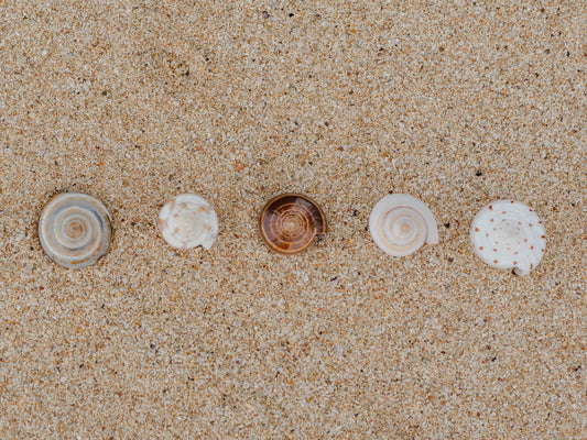Shell Ring